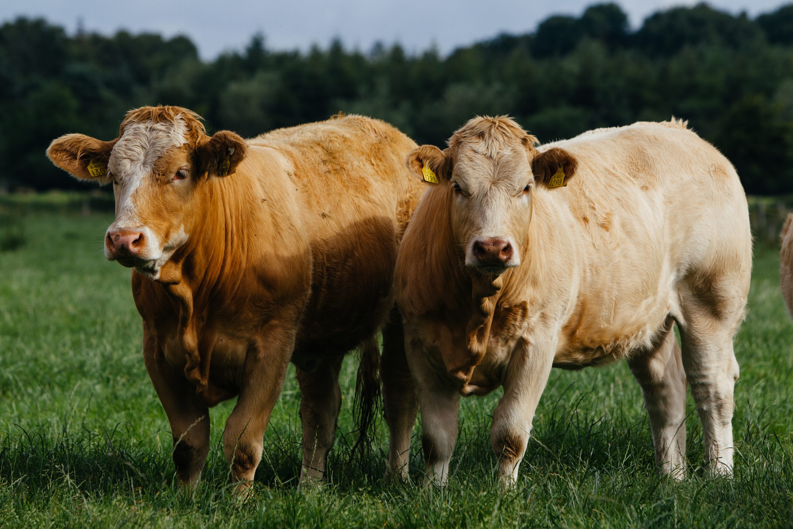 Irisches Rindfleisch von Tieren aus Weidehaltung, jetzt mit g.g.A. 