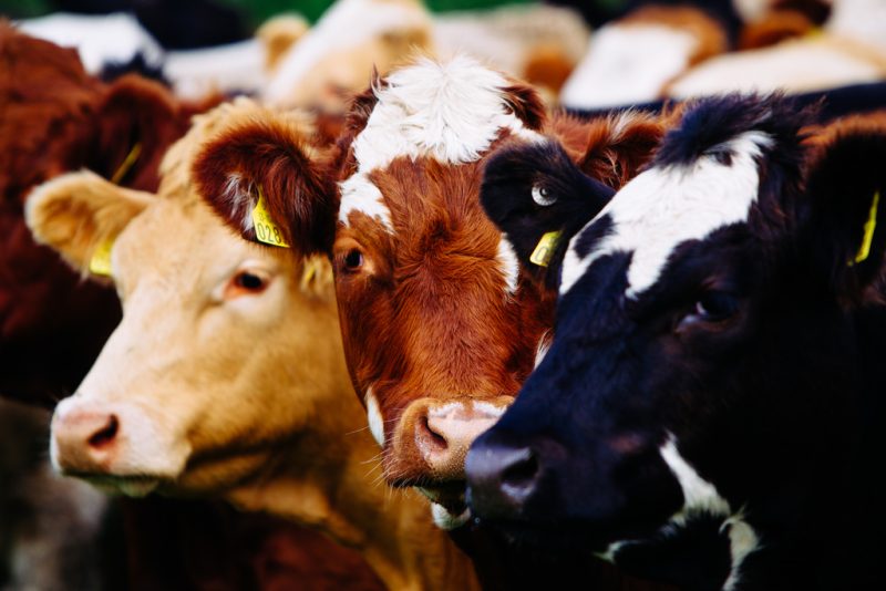 On the organic beef farm of Alan and Lucinda Jackson at Gurteen, Co. Tipperary.