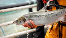 Irish Organic Salmon Fishermen_ Castletownbere_ Co 